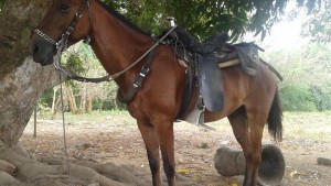 1936220_10156665740470249_6359317001200466214_n